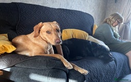 Labrador Retriever dogs for sale: Red fox Labrador & yellow lab  in Gainsborough - Image 3
