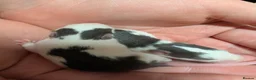 Rat rodents for sale: Dumbo/standard mix Baby rats - Advert 1