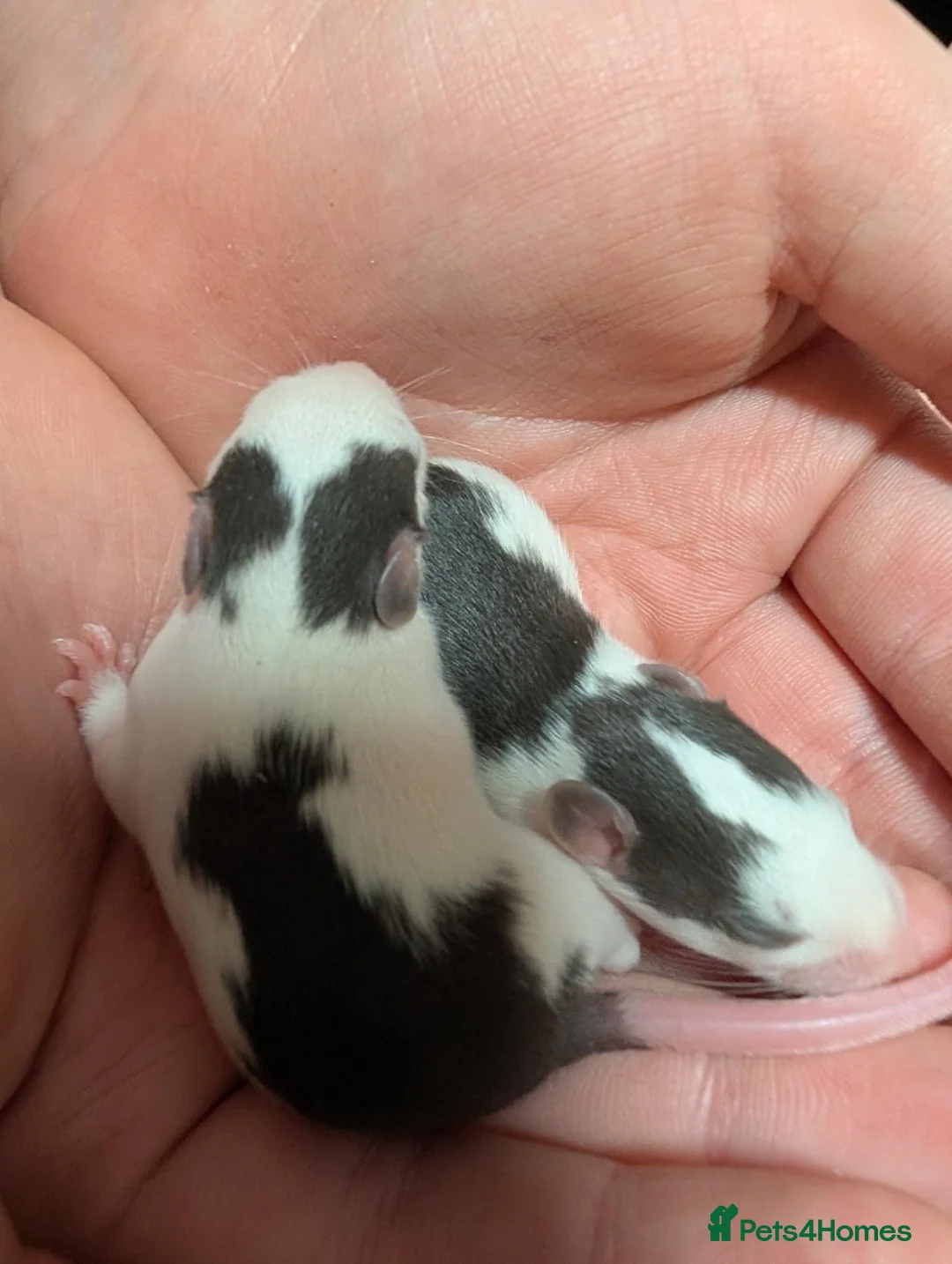 Rat rodents for sale: Dumbo/standard mix Baby rats - Advert 1