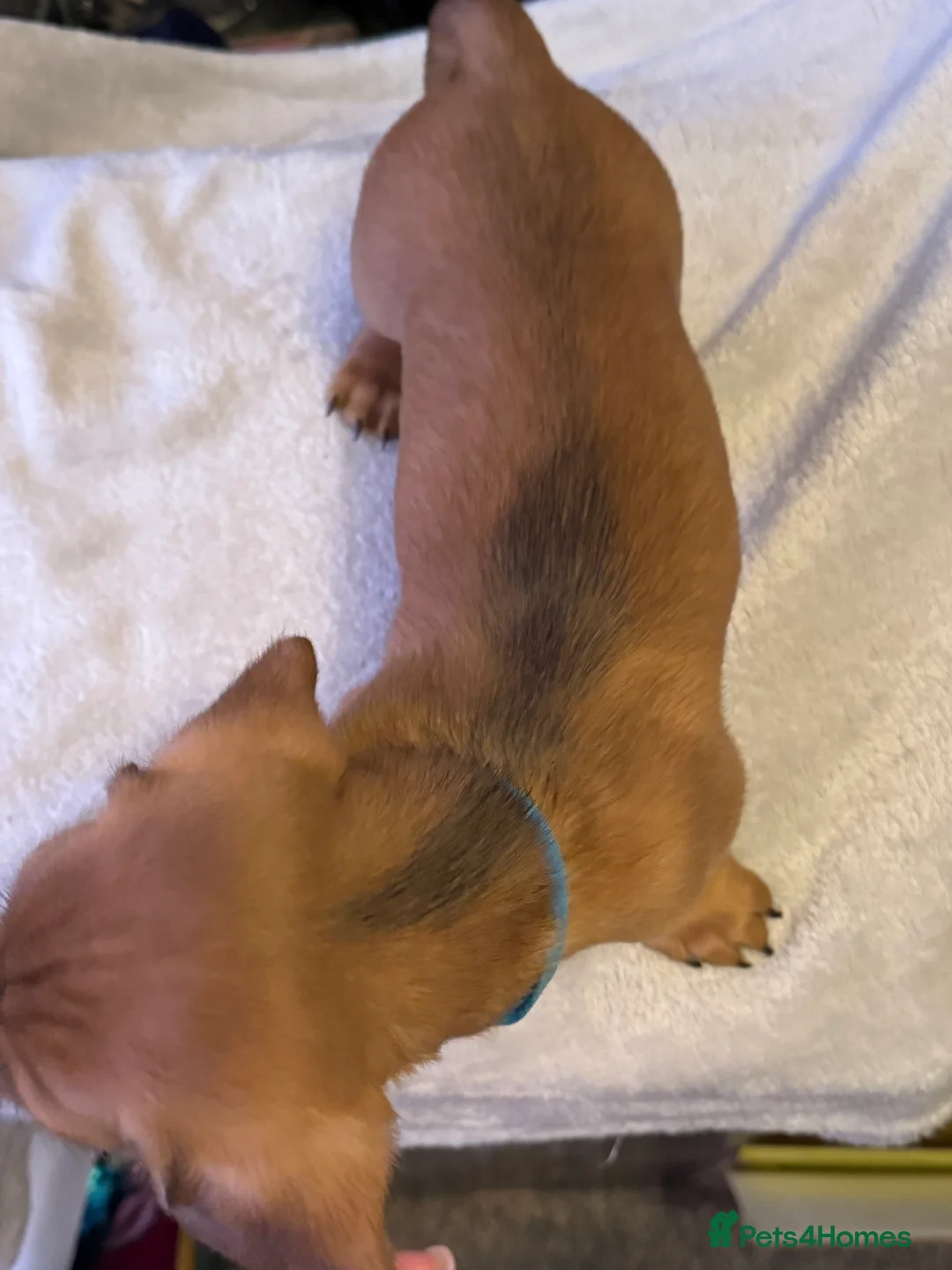 Miniature Dachshund dogs for sale: Ready now! KC miniature dachshund - Advert 14