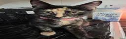 Mixed Breed cats for sale: Tortoiseshell Female Kitten For Rehome  - Advert 4