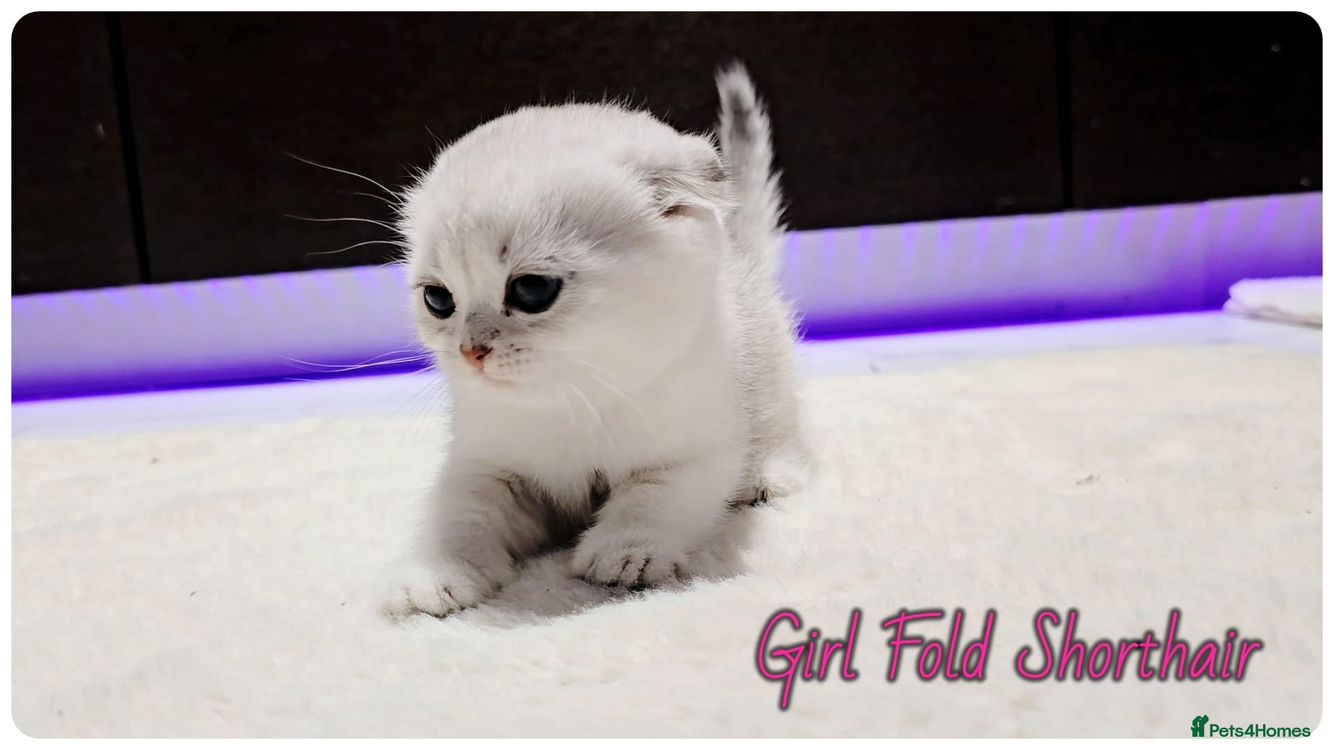 Scottish Fold cats Scotish Fold Kittens - Advert 10