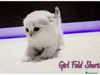 Scottish Fold cats Scotish Fold Kittens - Advert 10