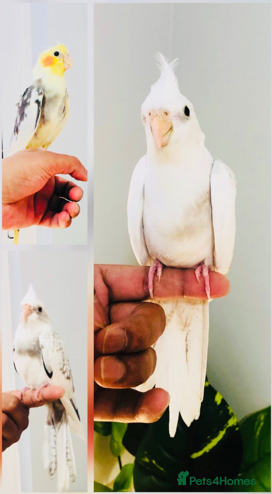 Cockatiels birds Beautiful hand tamed cockatiels for sale. - Advert 1
