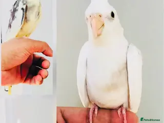 Cockatiels birds Beautiful hand tamed cockatiels for sale. - Advert 1