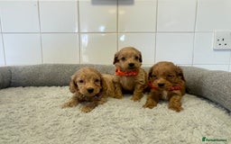 Cockapoo dogs for sale:  ❤️f1 cockapoos now having viewing 5 wks old  - Image 4