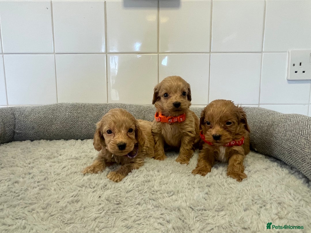 Cockapoo dogs for sale:  ❤️f1 cockapoos now having viewing 5 wks old  - Image 4