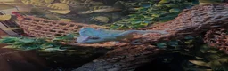 Chameleon reptiles for sale: Male Veiled Chameleons - Advert 4