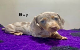 Miniature Dachshund dogs for sale: ⭐️🦋⭐️MINI MINIATURE DACHSHUNDS READY NOW ⭐️🦋⭐️ - Image 1