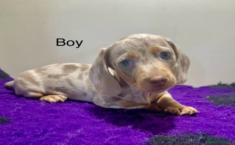 Miniature Dachshund dogs - Advert 9
