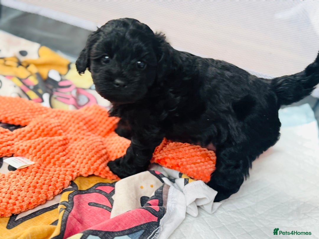 Shihpoo dogs for sale: Outstanding Shihpoo puppies - Image 14