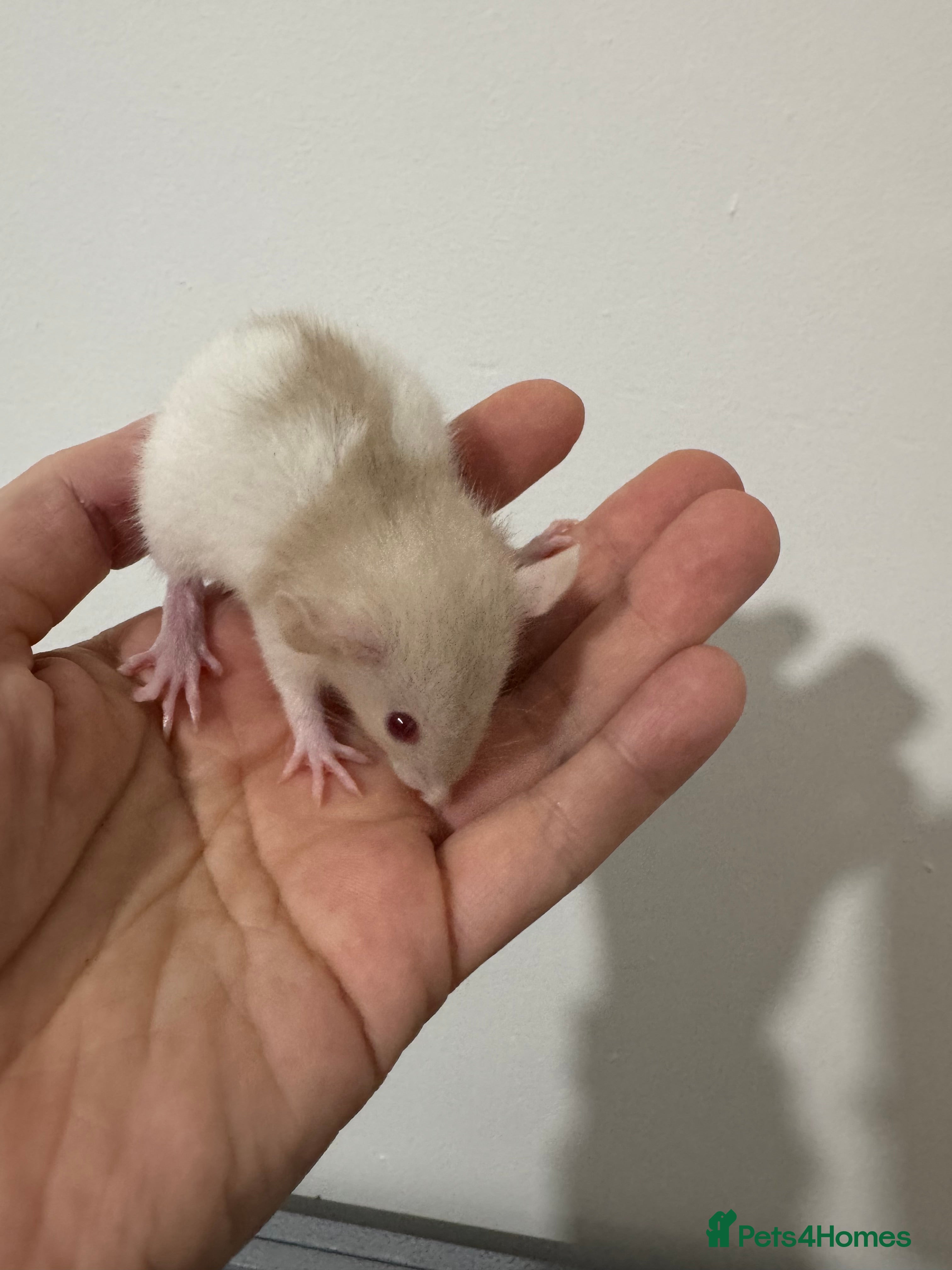 Rat rodents Baby rats dwarf and nude - Advert 10