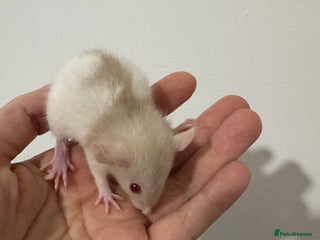 Rat rodents Baby rats dwarf and nude - Advert 10