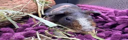 Guinea Pig rodents for sale: Pair of Girl Skinny Pigs - Advert 6