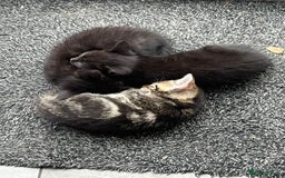Domestic Shorthair cats for sale: 3 Gorgeous Kittens!! - Image 6