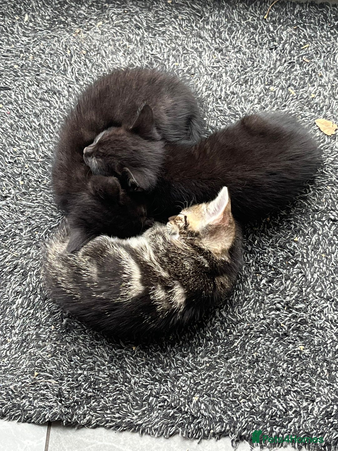 Domestic Shorthair cats for sale: 3 Gorgeous Kittens!! - Image 6