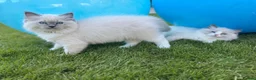 Ragdoll cats for sale: Surreys Finest & Fluffiest TICA Ragdoll Kitten  - Advert 22