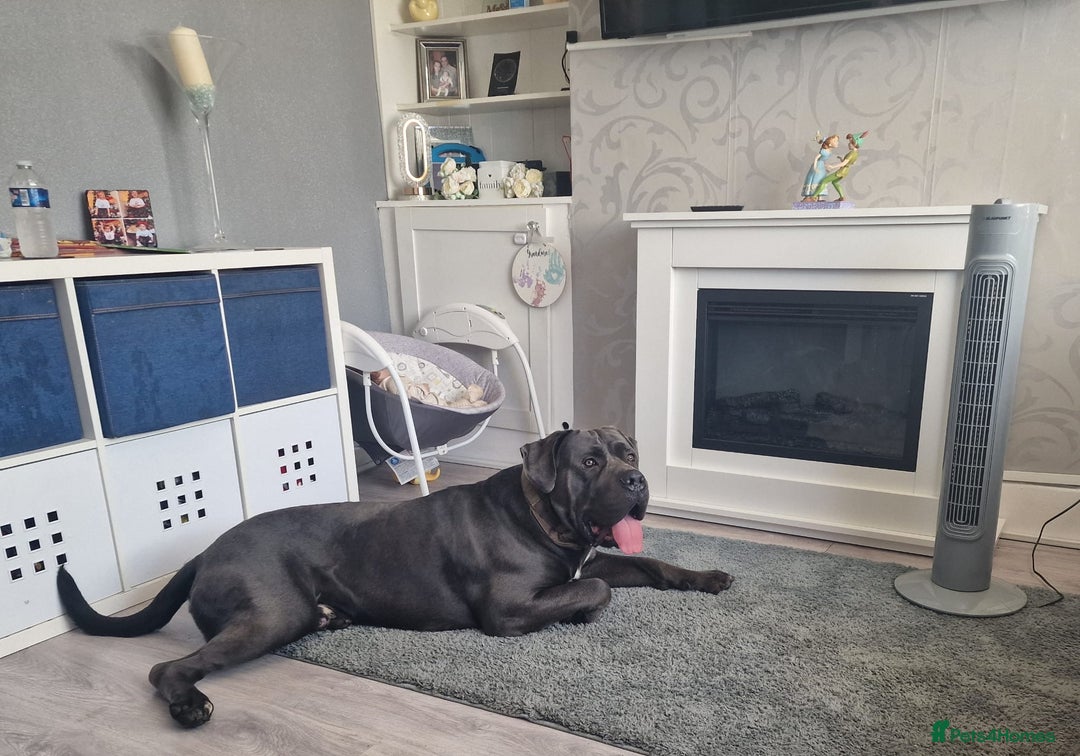 Cane Corso dogs for sale: Conan cane corso - Advert 2