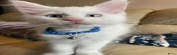 Maine Coon cats for sale: Purebred Maine Coon Boys Needing A Loving Home 😻 - Advert 10