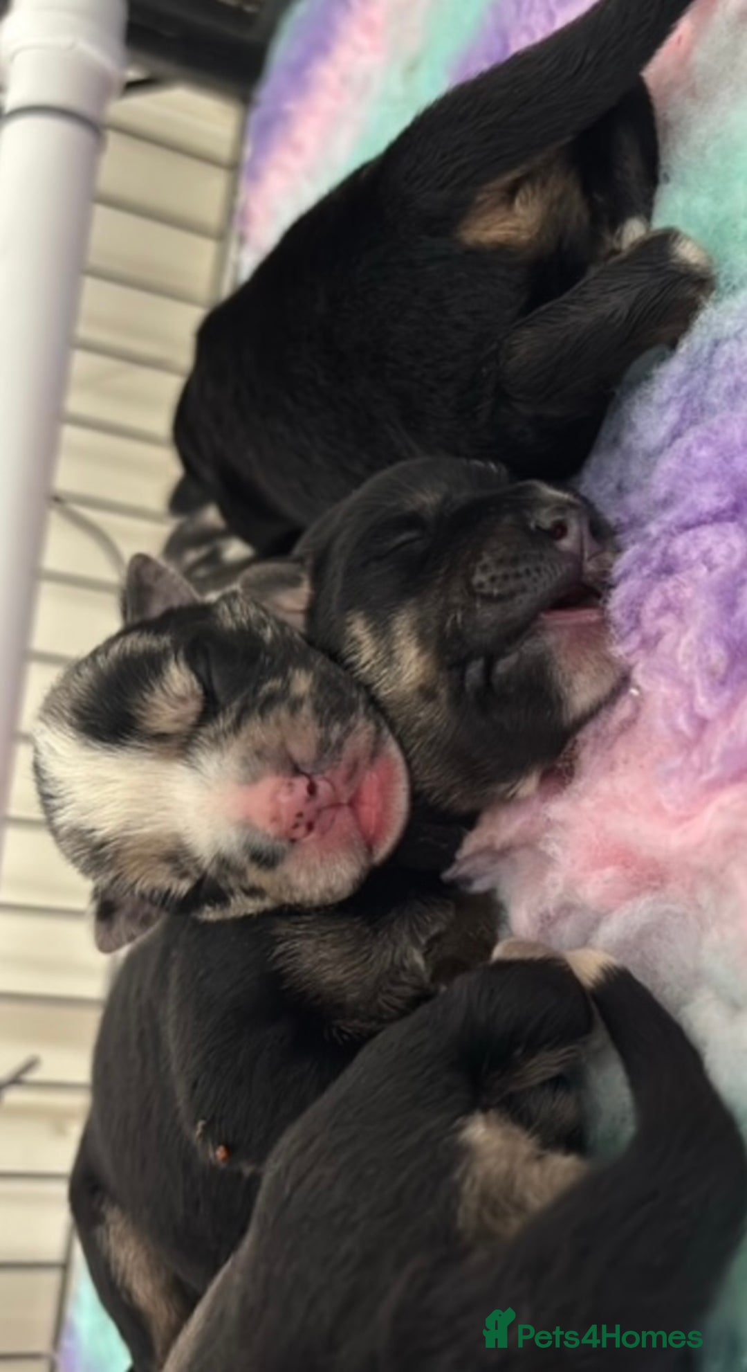 English Bulldog dogs for sale:  Bulldog puppy’s  - Image 11
