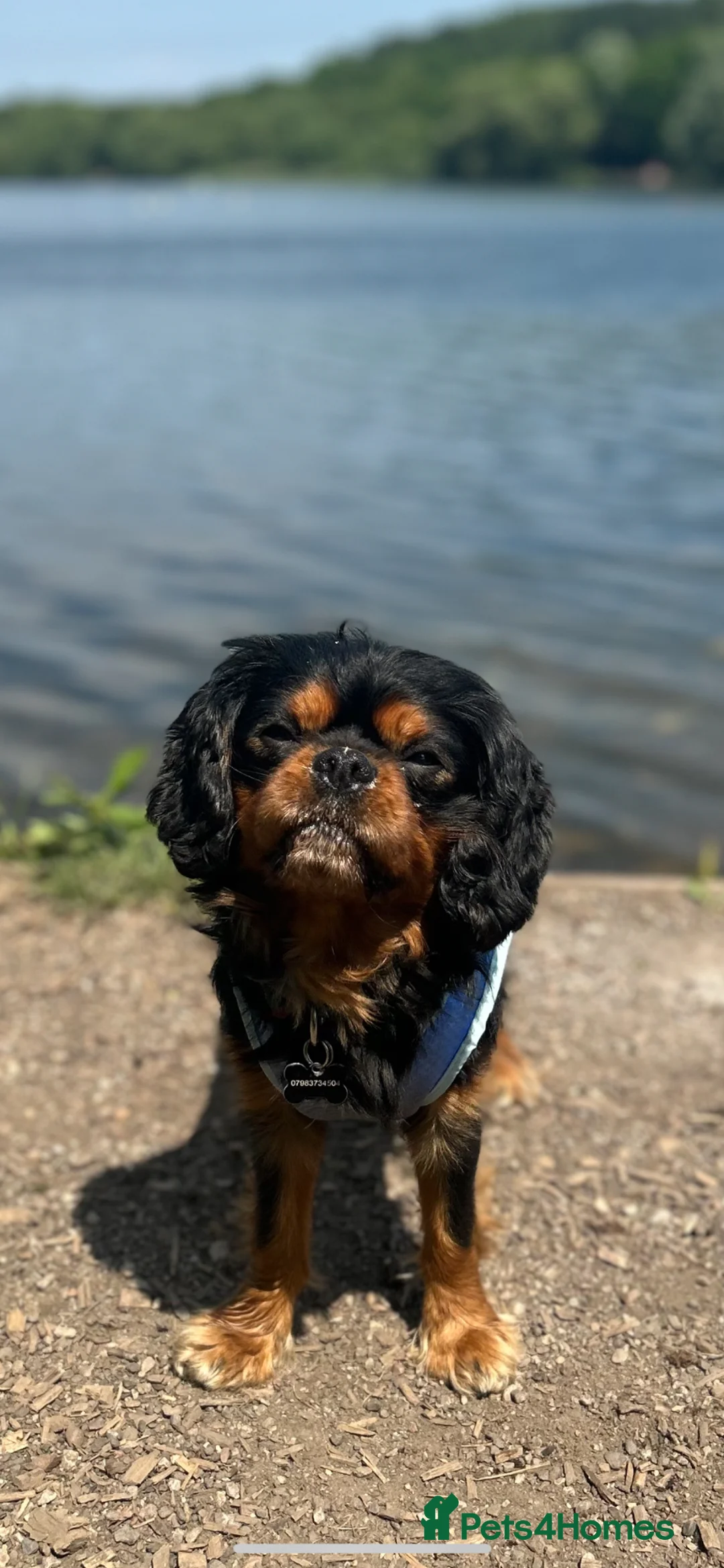 Cavalier King Charles Spaniel dogs for stud: King Charles for STUD in Manchester - Advert 7