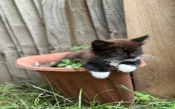 Mixed Breed cats for sale: Lovely kittens  - Image 9