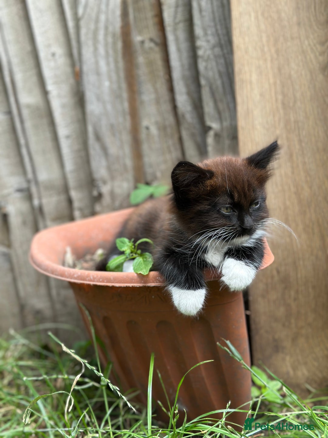 Mixed Breed cats for sale: Lovely kittens  - Image 9