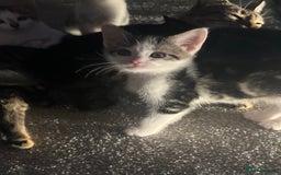 Mixed Breed cats for sale: Kittens  - Image 16