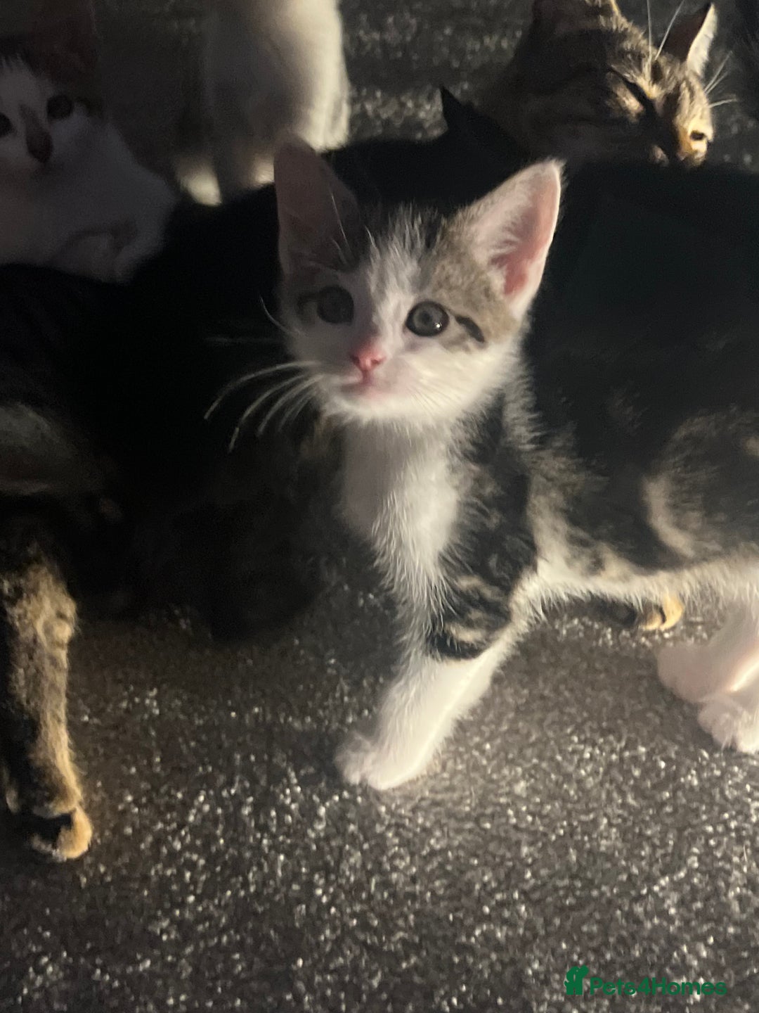 Mixed Breed cats for sale: Kittens  - Image 16