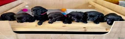 Labrador Retriever dogs for sale: Outstanding Labrador Puppies–Exceptional Pedigree - Advert 10