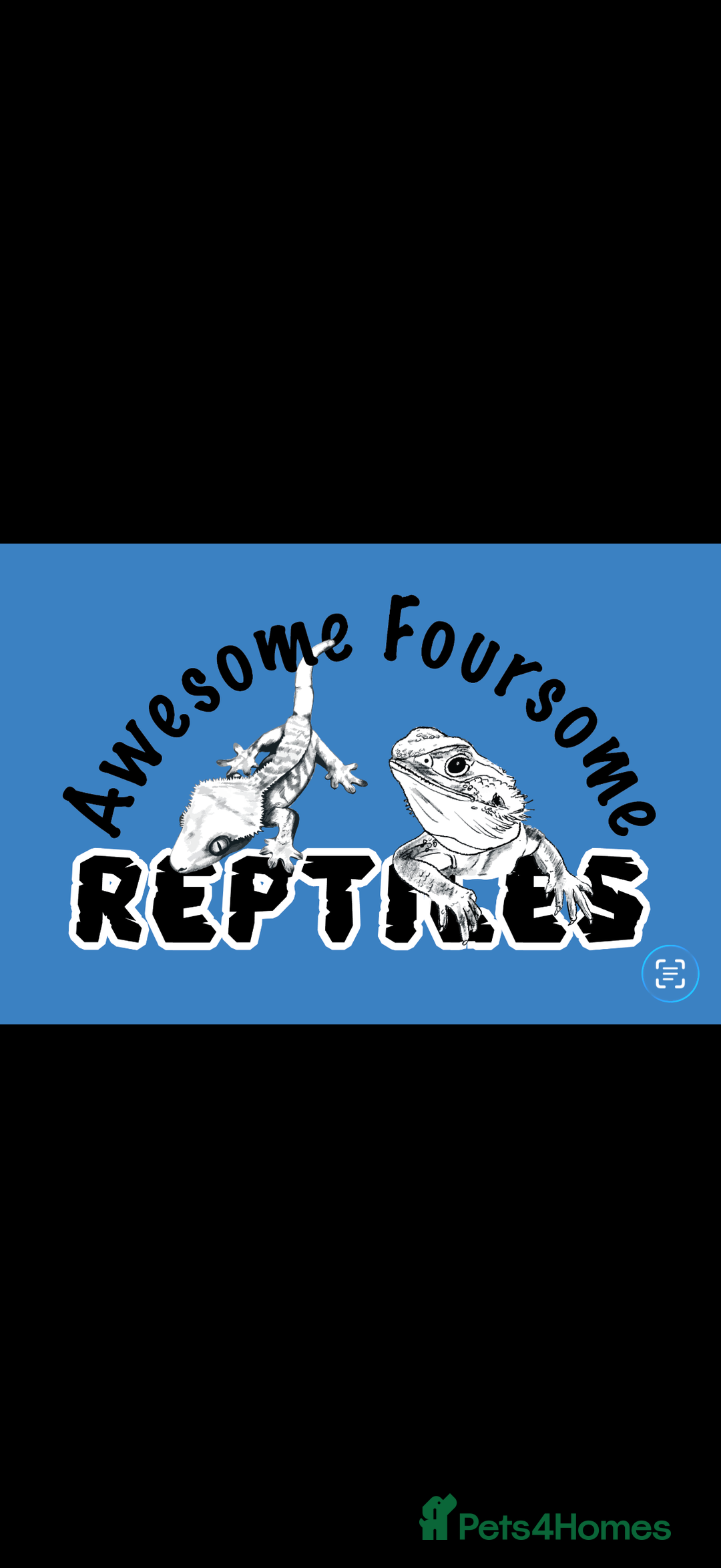 Bearded Dragon reptiles for sale: PAYDAY SPECIAL 🦎❤️🔥 BABY DRAGON 🦎❤️🔥 £150 - Image 5