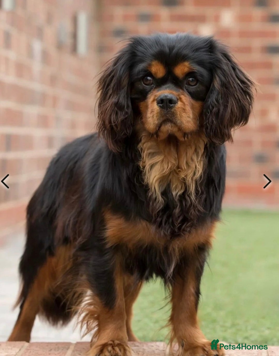 Cavalier King Charles Spaniel dogs for sale: ALL RESERVED in Shrewsbury - Image 18