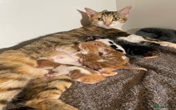Bengal cats for sale: Mixed Bengal Kittens - Image 1