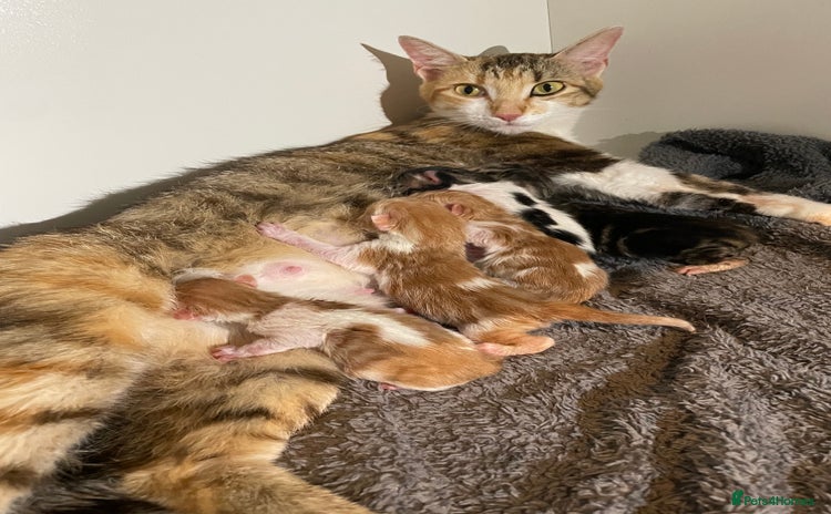 Bengal cats - Advert 15