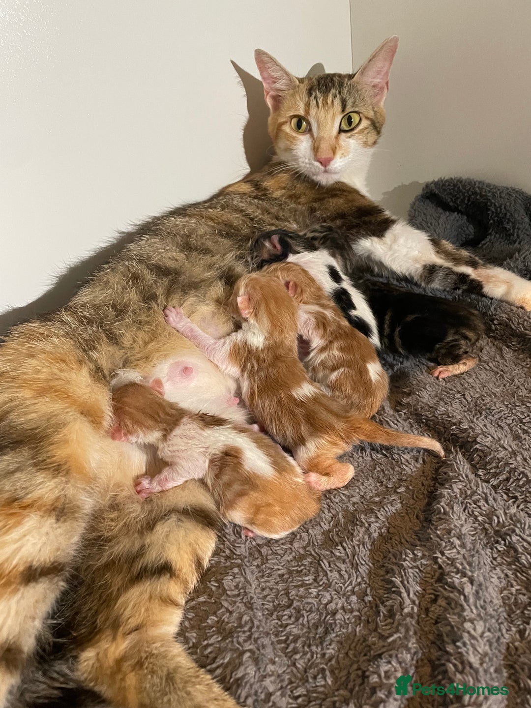 Bengal cats for sale: Mixed Bengal Kittens - Image 1