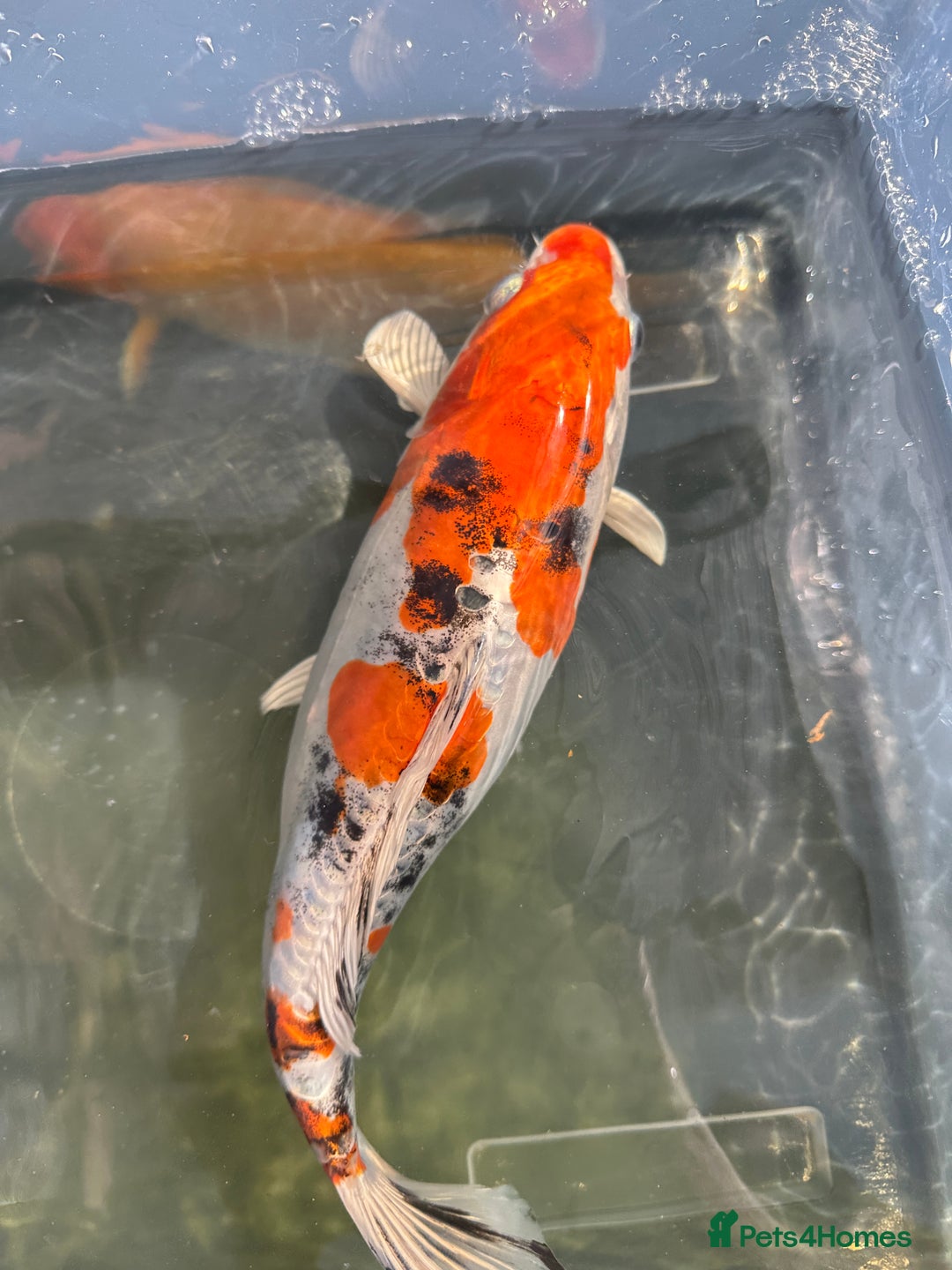 Koi Carp fish for sale: Stunning Koi  - Image 2