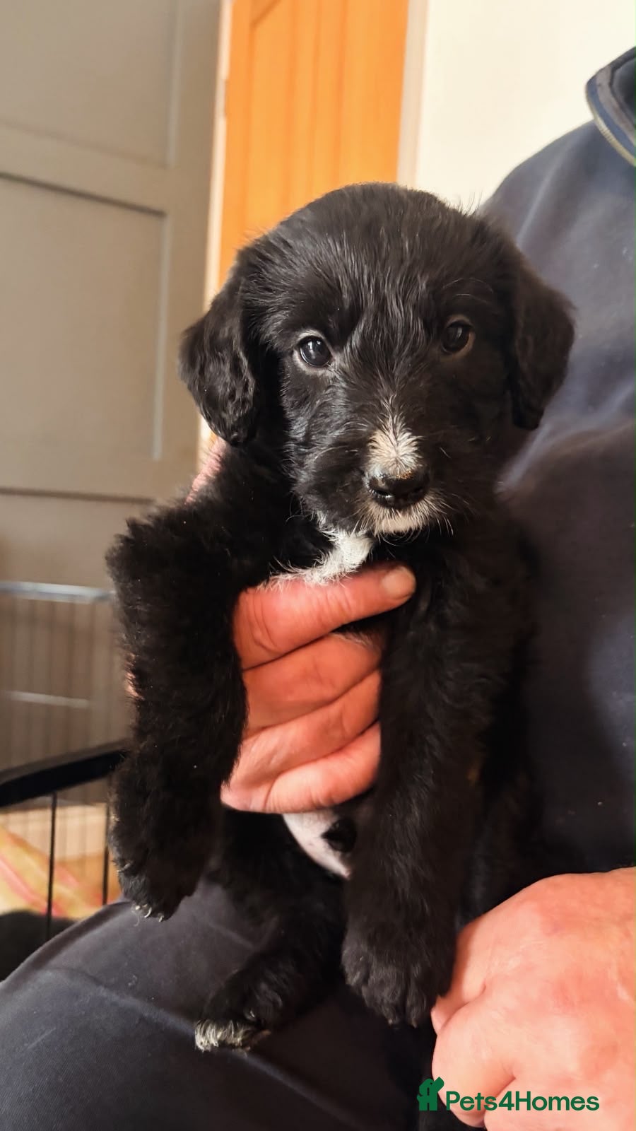 Mixed Breed dogs 🐾 Beautiful Colipoo Pups 2 LEFT    - Advert 2
