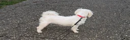 Maltese dogs for sale: Healthy 6year old female looking for a lovely home - Advert 11