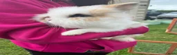 Lionhead rabbits for sale: Beautiful lion head rabbits 🐰  in Buxton - Advert 4