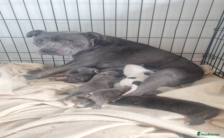 Mixed Breed dogs - Advert 1