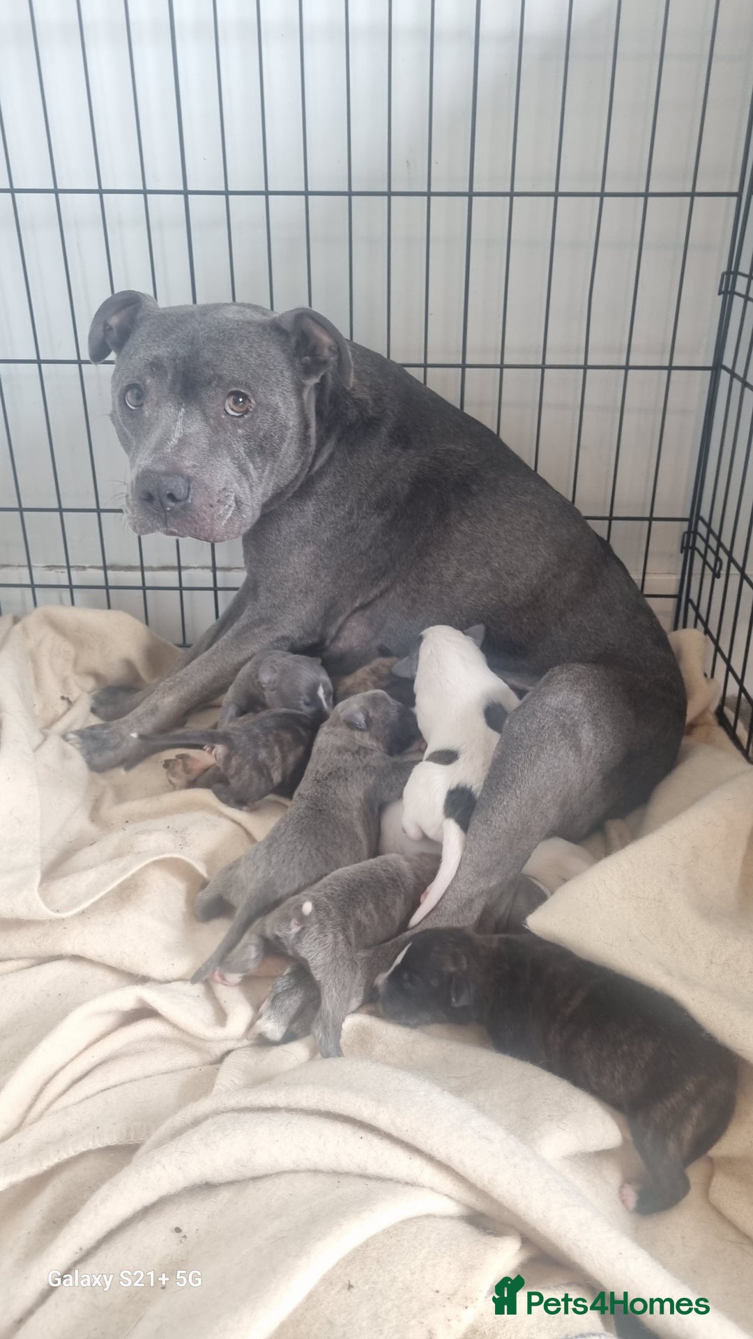 Mixed Breed dogs for sale: Staffy x Whippet puppies - Image 1