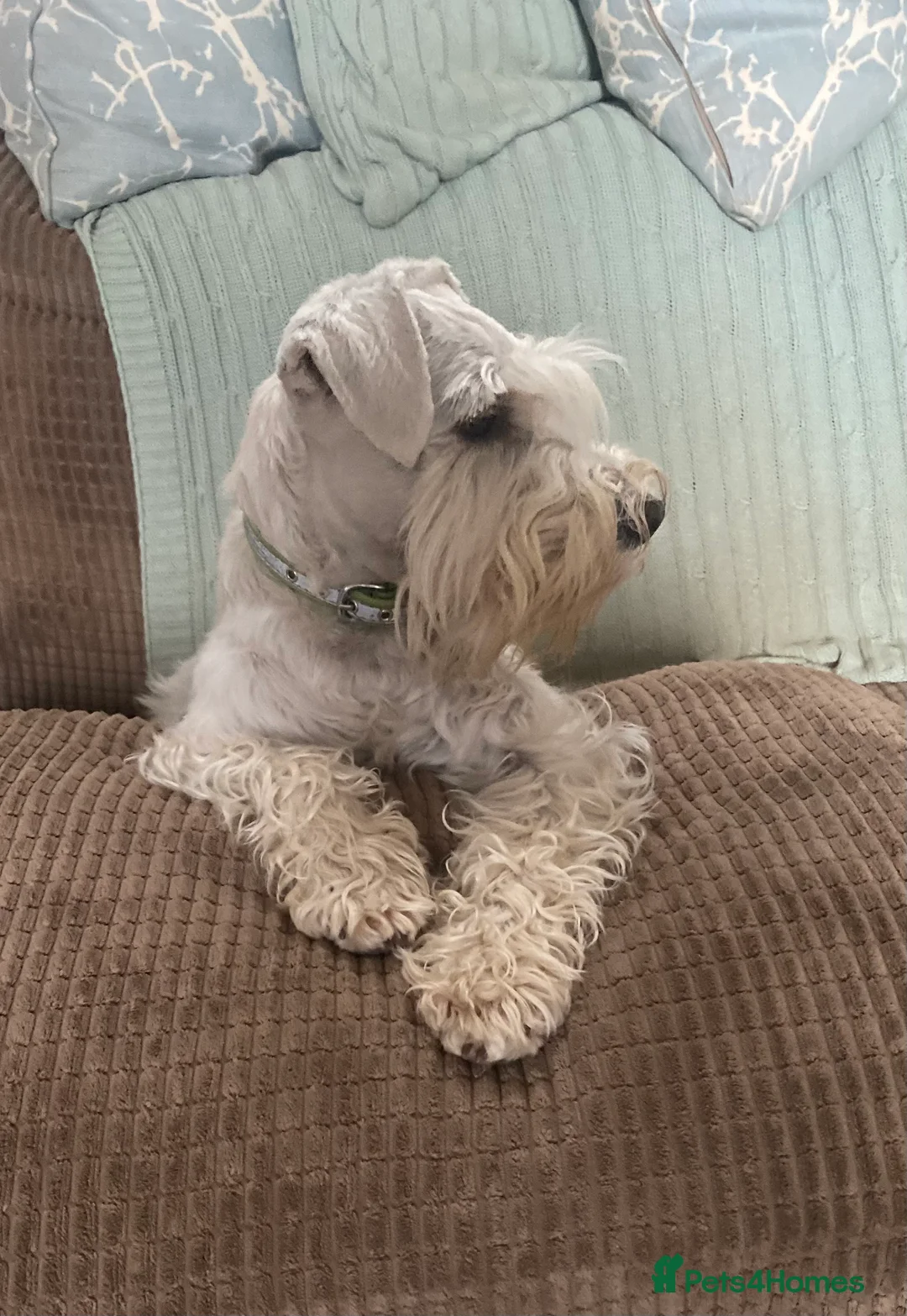 Miniature Schnauzer dogs for stud: KC Registered White miniature Schnauzer for stud  in Colyton - Advert 2