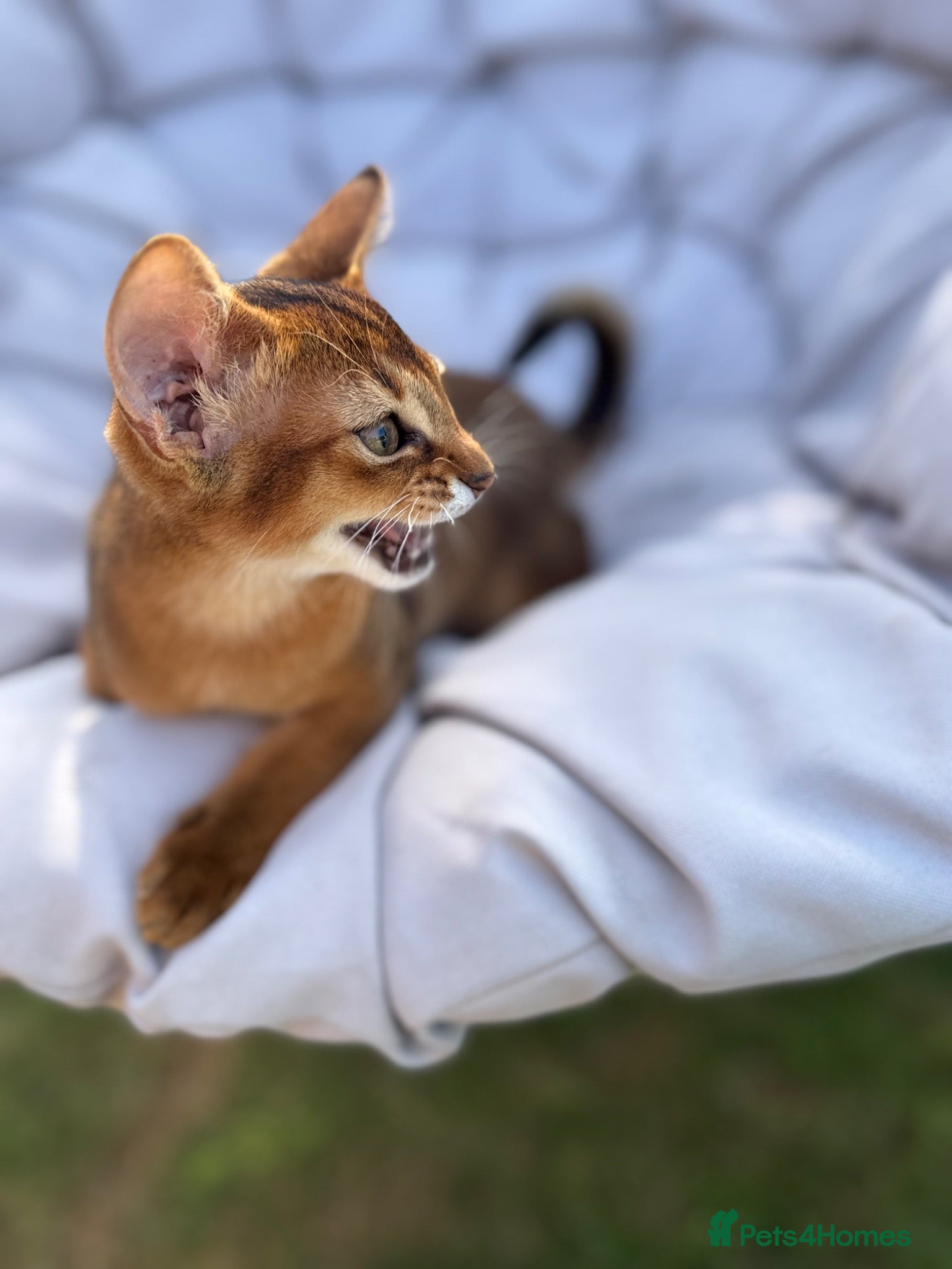 Abyssinian cats Last 2 boys ready to go!!! - Advert 1