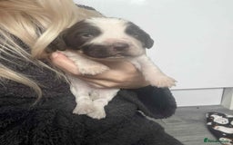 Cocker Spaniel dogs for sale: Cocker spaniel puppies 5 boys available  - Image 10