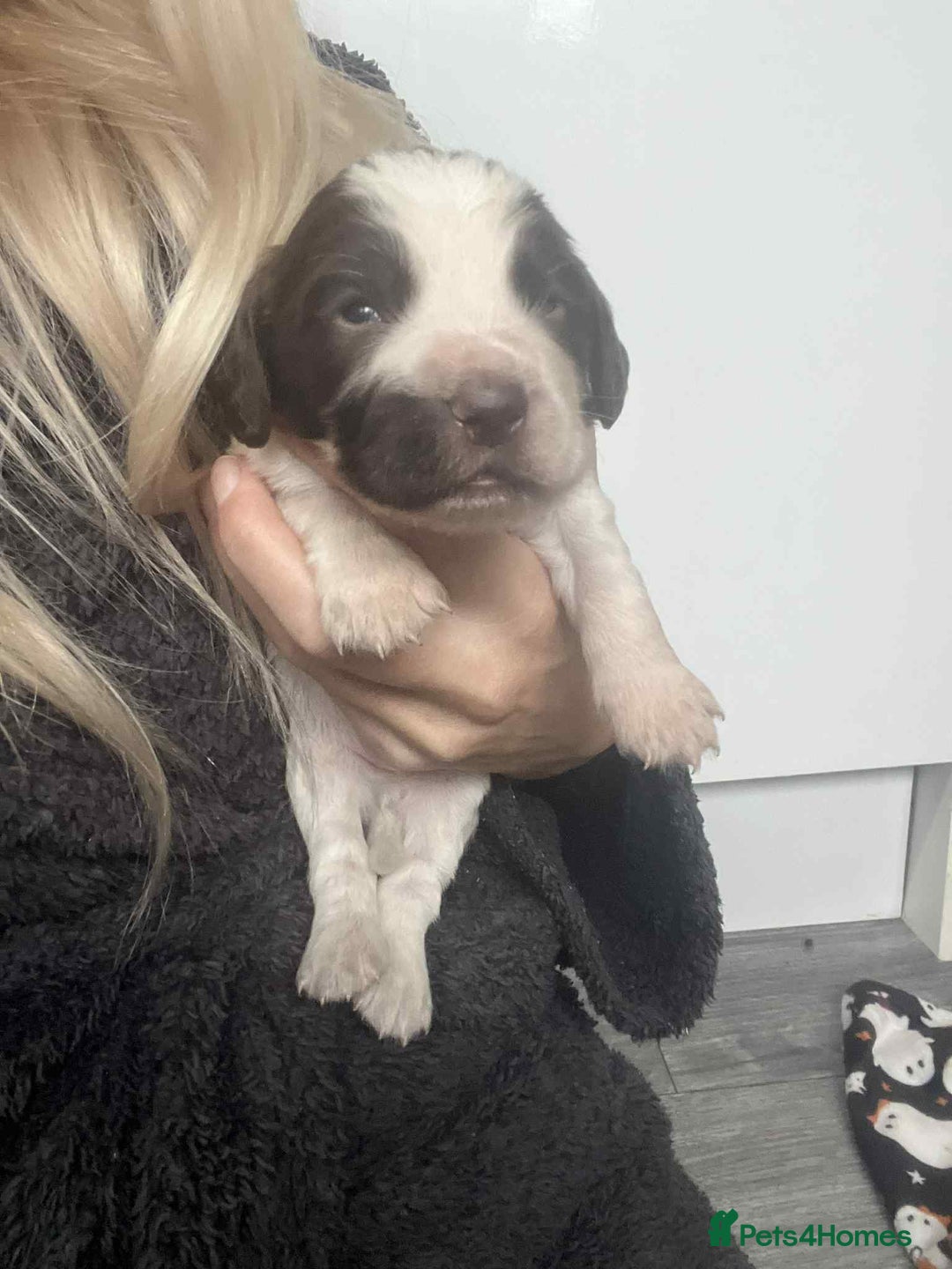 Cocker Spaniel dogs for sale: Cocker spaniel puppies 5 boys available  - Image 10