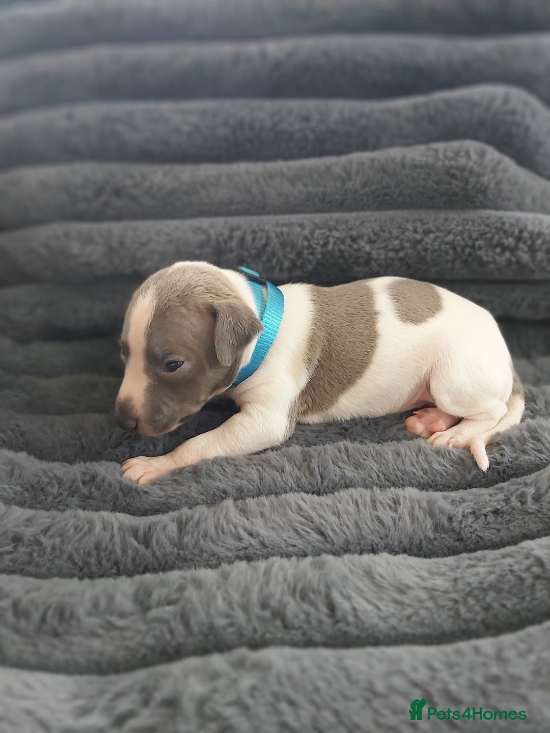 Italian Greyhound dogs for sale: READY TO GO IN 5 DAYS  - Advert 15