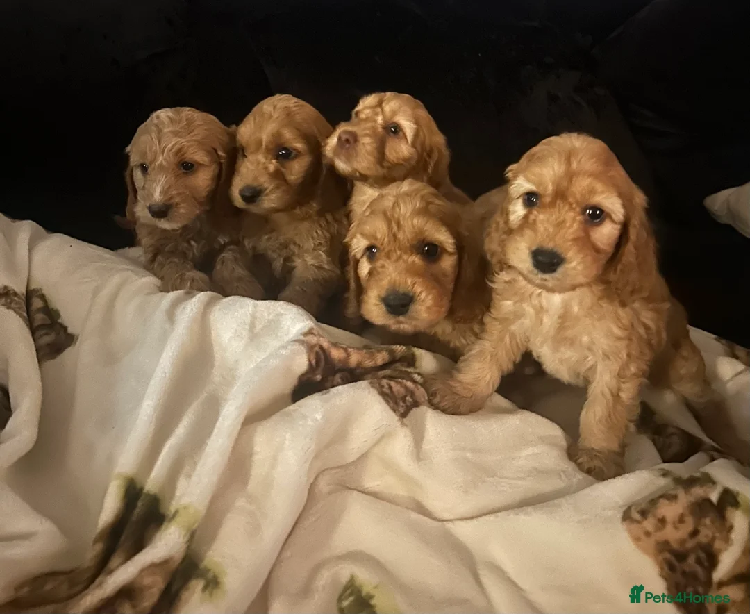 Cockapoo dogs for sale: Beautiful Red Cockerpoo Puppies - Advert 4
