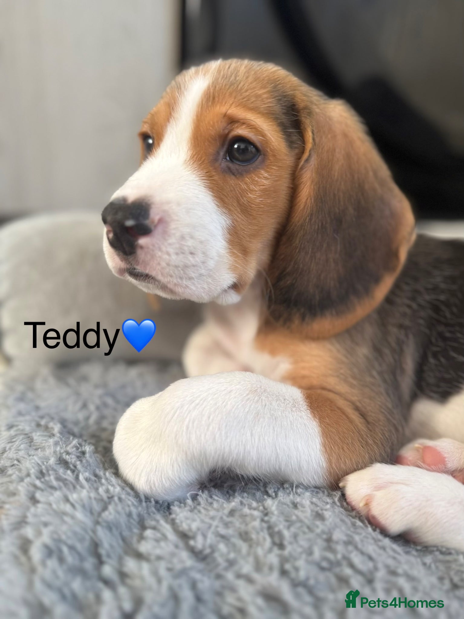 Beagle dogs Beagle puppies  - Advert 3