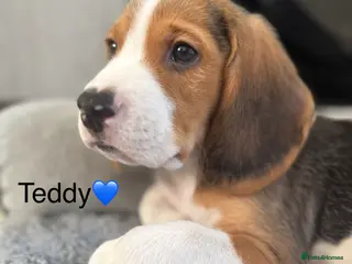 Beagle dogs Beagle puppies - Advert 3