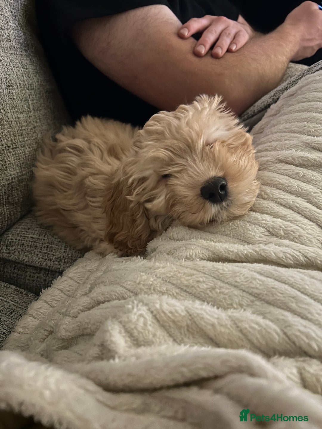 Cockapoo dogs for sale: 4 month old female Cockapoo  - Advert 7